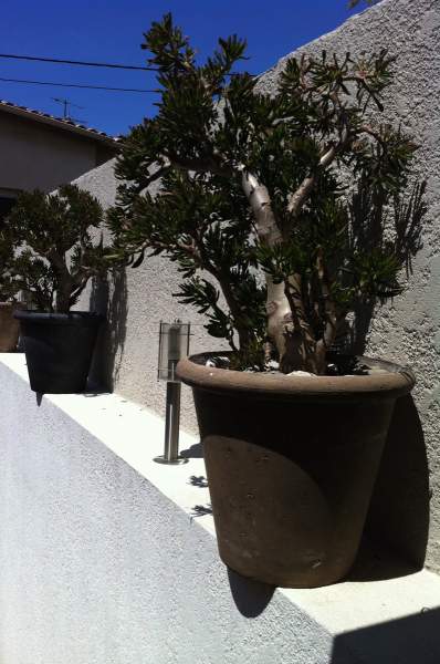 Crassula ovata bonsai géant 